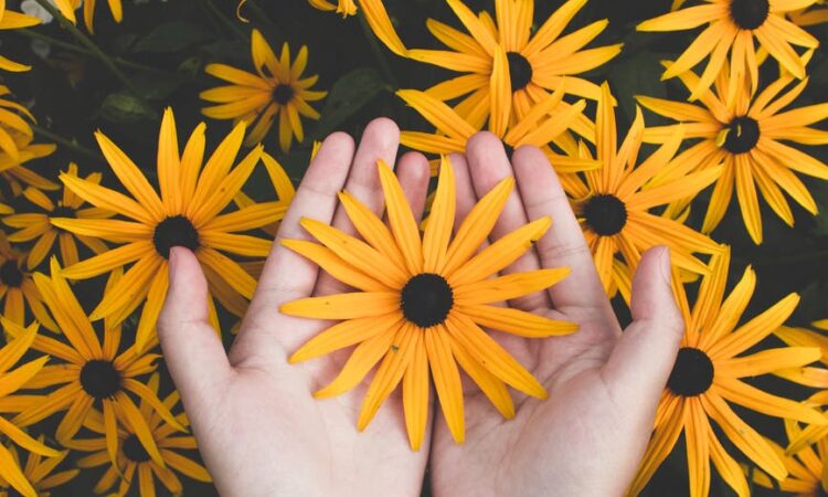 person holding yellow black eyed susan flowers in bloom